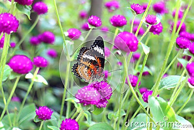 Orange and black dotted wings in meadow park, Leopard Lacewing butterfly on purple amaranth flower. Stock Photo