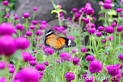 Orange and black dotted wings in meadow park, Leopard Lacewing butterfly on purple amaranth flower. Stock Photo