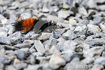 Orange and black fuzzy Woolly Bear Caterpillar on a gravel path Stock Photo