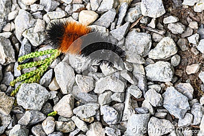 Orange and black fuzzy Woolly Bear Caterpillar on a gravel path Stock Photo