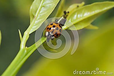 An orange and black lady beetle feeding on an aphid Stock Photo
