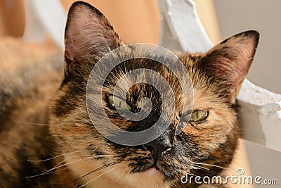 Orange & black lovely cat with interesting face Stock Photo