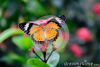 Orange and black Plain Tiger butterfly on a pink flower Stock Photo