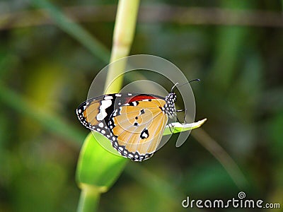 An orange and black spotted butterfly with wonderful white designs on its wings Stock Photo