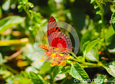 Orange black and white butterfly standing on a yellow and orange flower Stock Photo