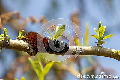 Orange black woolly bear caterpillar crawling over tree branch - blue sky blurred background Stock Photo
