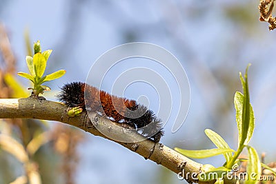 Orange black woolly bear caterpillar crawling over tree branch - blue sky blurred background Stock Photo