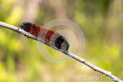 Orange black woolly bear caterpillar crawling over tree branch - green leaf blurred background Stock Photo