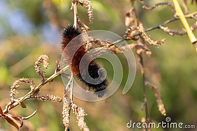 Orange black woolly bear caterpillar crawling over tree branch - green leaf blurred background Stock Photo