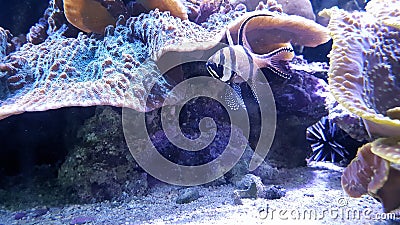 Perfect shot of fish and coralls living the perfect life underwater Stock Photo