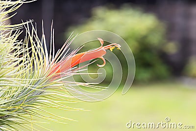 Orange blooming of air plant, Tillandsia Funckiana, on blurred nature background Stock Photo