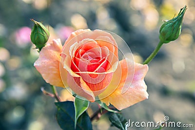 Orange blooming rose flower with drops of dew Stock Photo