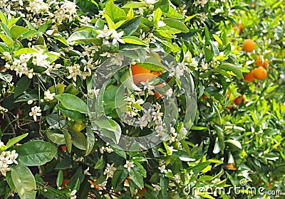 Orange blossom Stock Photo