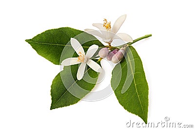 Orange blossom Stock Photo