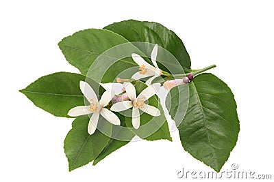 Orange blossom Stock Photo