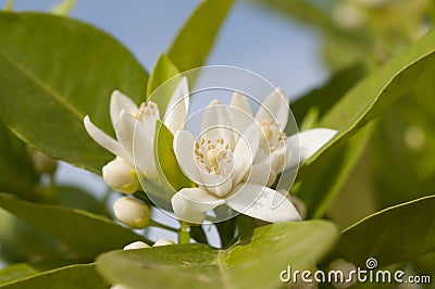 Orange blossom, Citrus Flowers Stock Photo