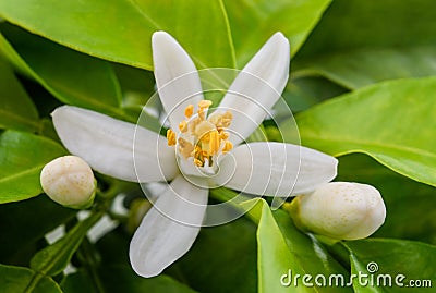 Orange blossom Stock Photo