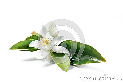 Orange blossom flower isolated on white backgrounds Stock Photo