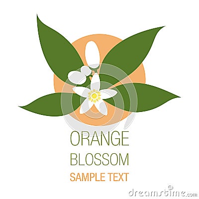 Orange blossom flowers with buds and leaves isolated Stock Photo