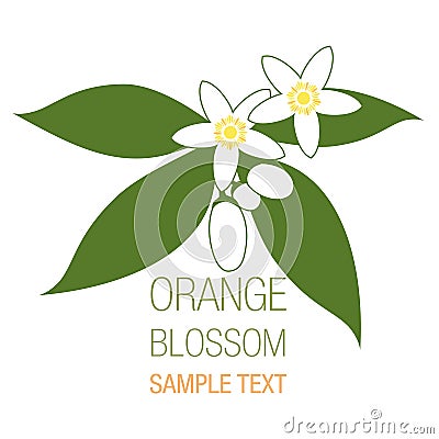 Orange blossom flowers with buds and leaves Stock Photo