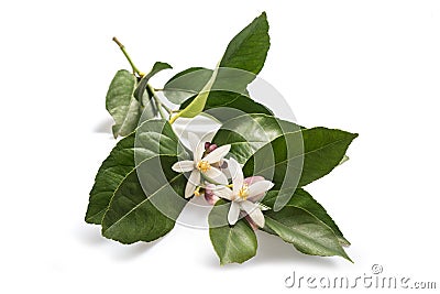 Orange blossom Stock Photo