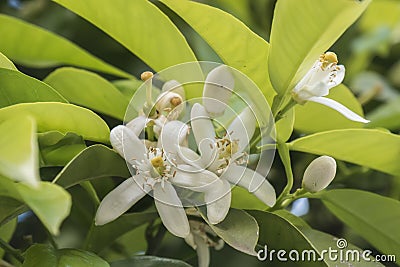 Orange blossom in spring, azahar flower Stock Photo