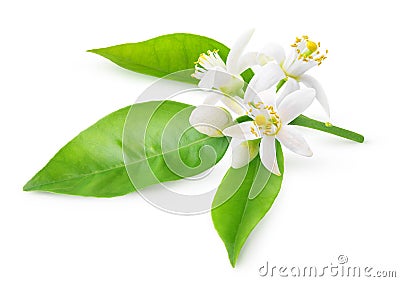 Orange blossoms on a branch Stock Photo