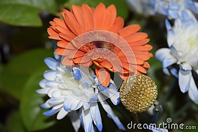 Orange and blue bouquet in nature Stock Photo