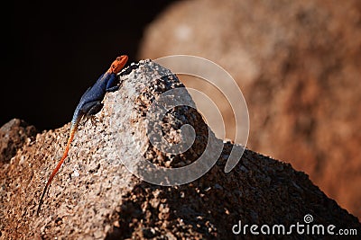 Orange and blue colored lizard, Namibian rock agama, Agama planiceps, male posing on yellow granite rock in typical desert Stock Photo