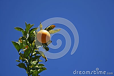 Orange and blue sky Stock Photo