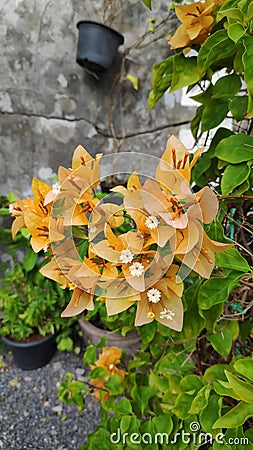 Orange bougainvillea flowers with fresh green leaves. Stock Photo