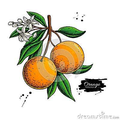 Orange branch vector drawing. Summer fruit color illustration. Isolated hand drawn whole orange Vector Illustration