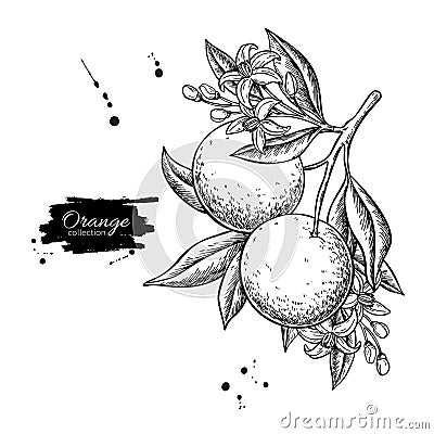 Orange branch vector drawing. Summer fruit engraved illustration. Vector Illustration