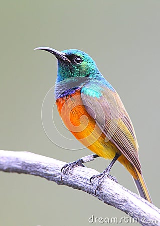 Orange Breasted Sunbird Stock Photo