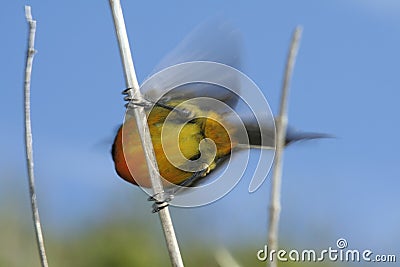 Orange-Breasted Sunbird Stock Photo