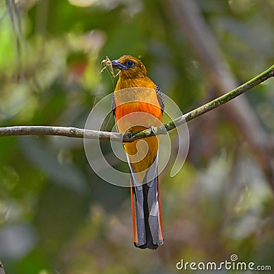 Orange-breasted Trogon bird Stock Photo