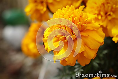 Orange bright mexican marigold flower on bokeh blurred background Stock Photo