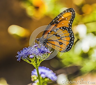 Orange Brown Queen Butterfly Blue Billygoat Weed Stock Photo