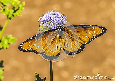 Orange Brown Queen Butterfly Blue Billygoat Weed Stock Photo