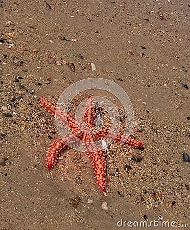 Orange and brown Starfish Asteroidea in the ocean, CapeTown Stock Photo