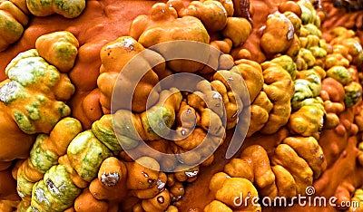 Orange Bumpy Gourd, closeup, Fall Harvest Stock Photo