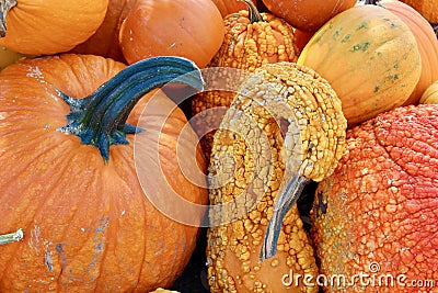 Orange bumpy pumpkin gourd fall macro background Stock Photo