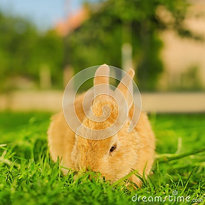 Orange bunnie eating grass in backyard - square composition Stock Photo