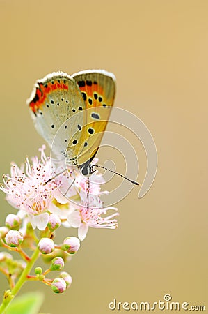 Orange butterfly Stock Photo