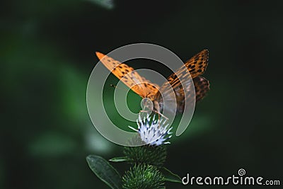 An orange butterfly on a burdock from a close angle Stock Photo