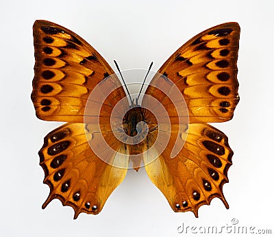 Orange butterfly isolated on white. Charaxes latona female macro close up, collection butterflies Stock Photo