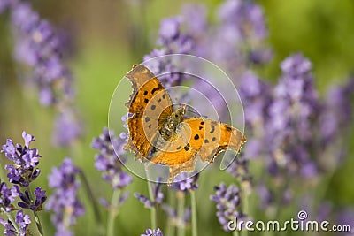 Orange butterfly and lavender Stock Photo