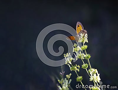 An orange butterfly with open wings on a green flower, about to start flying, on an unfocused dark blue background, copy space Stock Photo