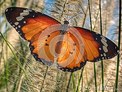 Orange butterfly perched on grass Stock Photo