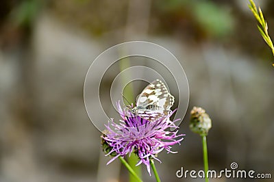 Orange butterfly posed Stock Photo